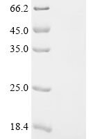 Escherichia phage 933W Shiga-like toxin 2 subunit B (stxB2) Recombinant Protein - BioCrest Sci