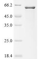 Verticillium dahliae Pigment biosynthesis protein Ayg1 Recombinant Protein - BioCrest Sci