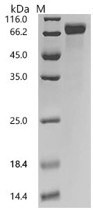 Human Interleukin-22 receptor subunit alpha-2 (IL22RA2) Recombinant Protein, Homo sapiens (Human), Mammalian cell, C-terminal hFc1-tagged, 52.2 kDa, purity >≥ 95% as determined by SDS-PAGE.