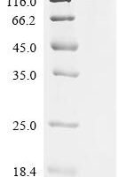 Mouse Coatomer subunit beta (Copb1) Recombinant Protein - BioCrest Sci
