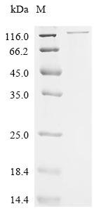Mouse Coatomer subunit beta (Copb1) Recombinant Protein, Mus musculus (Mouse), E.coli, C-terminal GST-tagged, 138.5 kDa, purity >≥ 85% as determined by SDS-PAGE.
