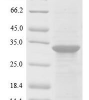 Human Dynamin-1 (DNM1), partial Recombinant Protein, N-His, aa 2–245, E.coli - BioCrest Sci
