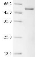 Drosophila melanogaster Thioredoxin reductase 1, mitochondrial (Trxr1), partial Recombinant Protein - BioCrest Sci
