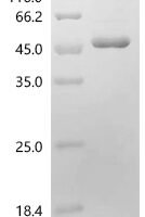 Pisum sativum Gibberellin 3-beta-dioxygenase 1 (LE) (A229T) Recombinant Protein - BioCrest Sci