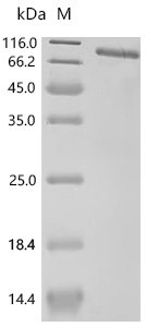 Human Delta-like protein 4 (DLL4), partial Recombinant Protein, Homo sapiens (Human), Mammalian cell, C-terminal hFc1-tagged, 86.6 kDa, purity >≥ 85% as determined by SDS-PAGE.