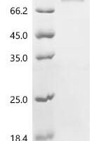 Human Transcription factor EB (TFEB) Recombinant Protein, N-His-SUMOstar - BioCrest Sci