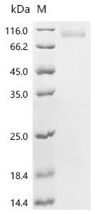 Human Transcription factor EB (TFEB) Recombinant Protein, N-His-SUMOstar, Homo sapiens (Human), Yeast, N-terminal 6xHis-sumostar-tagged, 66.0 kDa, purity >≥ 95% as determined by SDS-PAGE.