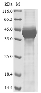 Human Hamartin (TSC1), partial Recombinant Protein, Homo sapiens (Human), E.coli, N-terminal 10xHis-tagged, 42.3 kDa, purity >≥ 85% as determined by SDS-PAGE.