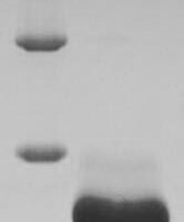 Marmota monax Interferon gamma (IFNG) Recombinant Protein - BioCrest Sci