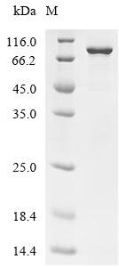 Mouse Midkine(Mdk) Recombinant Protein, Mus musculus (Mouse), Mammalian cell, N-terminal HSA-tagged and C-terminal 10xHis-tagged, 81.2 kDa, purity >≥ 90% as determined by SDS-PAGE.