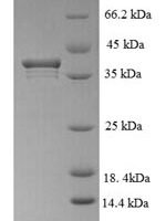Human PCNA-associated factor (PCLAF) Recombinant Protein - BioCrest Sci