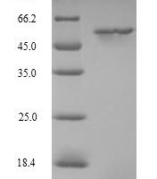 Mouse Protein cereblon (Crbn) Recombinant Protein - BioCrest Sci