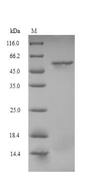 Mouse Protein cereblon (Crbn) Recombinant Protein, Mus musculus (Mouse), Yeast, N-terminal 10xHis-tagged and C-terminal Myc-tagged, 54.9 kDa, purity >≥ 90% as determined by SDS-PAGE.