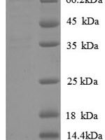 Human Phospholipid transfer protein (PLTP) Recombinant Protein, N-GST - BioCrest Sci