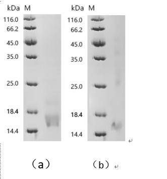Human Metallothionein-2 (MT2A), partial Recombinant Protein, C-10His, Mammalian cell, C-terminal 10xHis-tagged, 12.4 kDa, purity >≥ 95% as determined by SDS-PAGE.