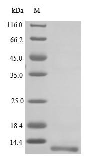 Mouse Neuropeptide Y receptor type 2 (Npy2r), partial Recombinant Protein, N-10His, Mus musculus (Mouse), E.coli, N-terminal 10xHis-tagged, 11.0 kDa, purity >≥ 85% as determined by SDS-PAGE.