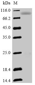 Human Semaphorin-3F (SEMA3F) Recombinant Protein, Homo sapiens (Human), Mammalian cell, N-terminal 6xHis-Myc-tagged, 90.5 kDa, purity >≥ 90% as determined by SDS-PAGE.