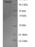 Human GRIP and coiled-coil domain-containing protein 1 (GCC1), partial Recombinant Protein - BioCrest Sci