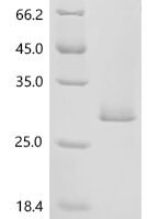 Dog Interleukin-18 (IL18) Recombinant Protein, C-His - BioCrest Sci