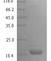 Rat Inducible T-cell costimulator (Icos), partial Recombinant Protein - BioCrest Sci