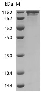 Mouse Semaphorin-4B (Sema4b), partial Recombinant Protein, C-hFc1, Mus musculus (Mouse), Mus musculus (Mouse), C-terminal hFc1-tagged, 103.0 kDa, purity >≥ 95% as determined by SDS-PAGE.