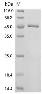 Rat Serine protease HTRA1 (Htra1), partial Recombinant Protein, Rattus norvegicus (Rat), E.coli, N-terminal 10xHis-tagged and C-terminal Myc-tagged, 44.5 kDa, purity >≥ 85% as determined by SDS-PAGE.