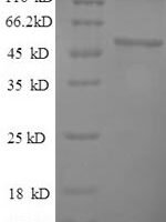 Mouse Alpha-enolase (Eno1), partial Recombinant Protein - BioCrest Sci