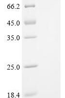 Phleum pratense Profilin-1 (PRO1) Recombinant Protein, C-His, aa 2–131, Yeast - BioCrest Sci