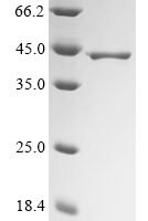 Blomia tropicalis Paramyosin, partial Recombinant Protein - BioCrest Sci