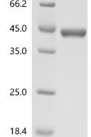 Mouse Aldo-keto reductase family 1 member A1 (Akr1a1) Recombinant Protein, N-10His/C-Myc - BioCrest Sci