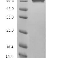 Mouse Protein FAM111A (Fam111a) Recombinant Protein - BioCrest Sci