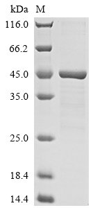Human Histone H2AX (H2AFX) Recombinant Protein, Homo sapiens (Human), E.coli, N-terminal 6xHis-GST-tagged, 46.7 kDa, purity >≥ 85% as determined by SDS-PAGE.