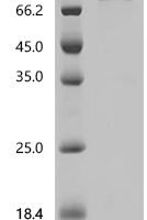 Macaca mulatta Interleukin 23 receptor (IL23R), partial Recombinant Protein - BioCrest Sci