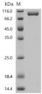 Macaca mulatta Interleukin 23 receptor (IL23R), partial Recombinant Protein, Macaca mulatta (Rhesus macaque), Mammalian cell, C-terminal hFc1-tagged, 65.4 kDa, purity >≥ 95% as determined by SDS-PAGE.≥ 95% as determined by SEC-HPLC.