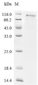 Escherichia coli Isoleucine--tRNA ligase (ileS) Recombinant Protein, Escherichia coli (strain K12), E.coli, C-terminal 6xHis-tagged, 111.1 kDa, purity >≥ 90% as determined by SDS-PAGE.