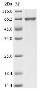 Rat Klotho (Kl), partial Recombinant Protein, Rattus norvegicus (Rat), Mammalian cell, C-terminal 6xHis-tagged, 59.9 kDa, purity >≥ 85% as determined by SDS-PAGE.