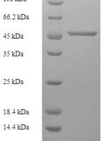 Human F-actin-capping protein subunit alpha-2 (CAPZA2) Recombinant Protein - BioCrest Sci