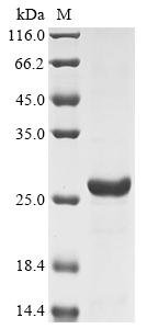 Human Eukaryotic translation initiation factor 4E (EIF4E) (S209D,I63A,I79A) Recombinant Protein, Tag-Free, Homo sapiens (Human), E.coli, Tag-Free, 25.1 kDa, purity >≥ 95% as determined by SDS-PAGE.