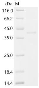 Macaca fascicularis Inhibin subunit beta E (INHBE), partial Recombinant Protein, N-hFc, Macaca fascicularis (Crab-eating macaque) (Cynomolgus monkey), Mammalian cell, N-terminal hFc-tagged, 38.5 kDa, purity >≥ 95% as determined by SDS-PAGE.