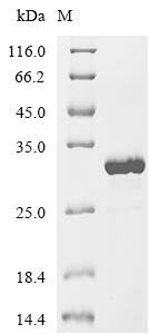 Escherichia coli Ribosome-recycling factor (frr) Recombinant Protein, Escherichia coli (strain K12), E.coli, C-terminal 6xHis-tagged, 27.6 kDa, purity >≥ 90% as determined by SDS-PAGE.