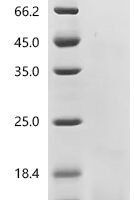 Bovine Regakine-1 Recombinant Protein, C-His, aa 22–92, Yeast - BioCrest Sci