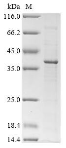 Rat Cathepsin Z(Ctsz) Recombinant Protein, Rattus norvegicus (Rat), Yeast, C-terminal 6xHis-tagged, 28.6 kDa, purity >≥ 85% as determined by SDS-PAGE.