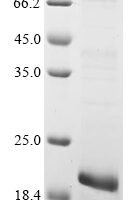 Dog Growth/differentiation factor 8 (MSTN) Recombinant Protein - BioCrest Sci