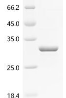 Bacillus subtilis Biofilm-surface layer protein A (bslA) Recombinant Protein - BioCrest Sci