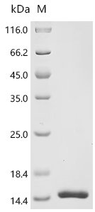 Anguilla japonica Ventricular natriuretic peptide (vnp) Recombinant Protein, C-His, aa 115–150, E.coli, Anguilla japonica (Japanese eel), E.coli, C-terminal 6xHis-tagged, 10.8 kDa, purity >≥ 95% as determined by SDS-PAGE.