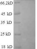 Apis mellifera Major royal jelly protein 1 (MRJP1) Recombinant Protein, N-GST - BioCrest Sci