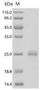 Rat Interleukin-7 (Il7) Recombinant Protein, Rattus norvegicus (Rat), E.coli, C-terminal 6xHis-tagged, 21.8 kDa, purity >≥ 85% as determined by SDS-PAGE.