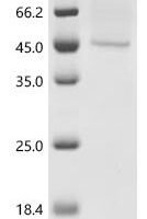 Rice Os05g0317700 protein, partial Recombinant Protein, C-His, aa 26–439, Baculovirus - BioCrest Sci