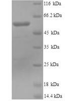 Mouse Lysyl oxidase homolog 1 (Loxl1) Recombinant Protein, N-His, aa 95–607, Yeast - BioCrest Sci