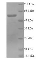 Mouse Lysyl oxidase homolog 1 (Loxl1) Recombinant Protein, N-His, aa 95–607, Yeast, Mus musculus (Mouse), Yeast, N-terminal 6xHis-tagged, 58.5 kDa, purity >≥ 90% as determined by SDS-PAGE.